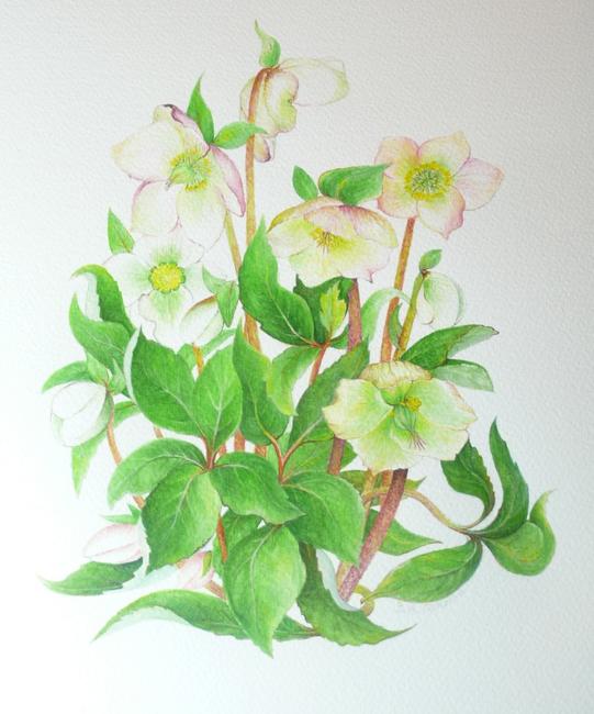Christmas Rose