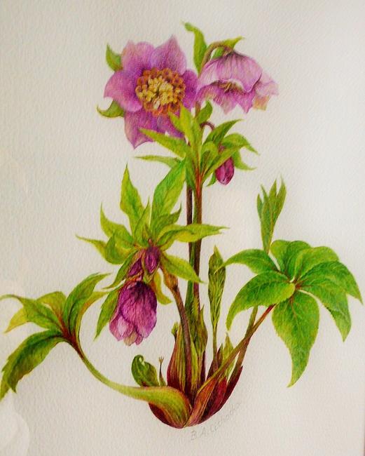 Helleborus Orientalis ' Tutu'