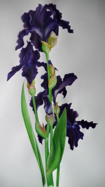 Black Tie Affair Bearded Iris