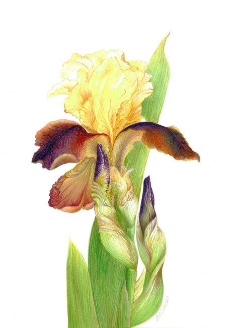 Iris