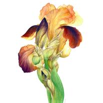 Iris ' Indian Chief ' / Sold