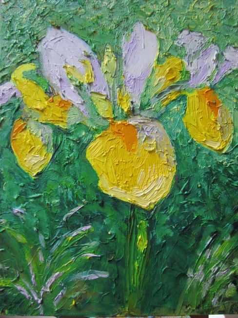 iris