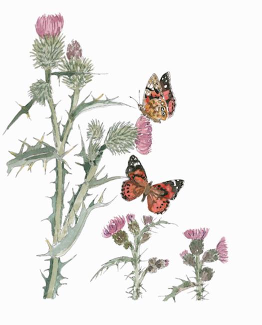 Painted Ladies on Thistle