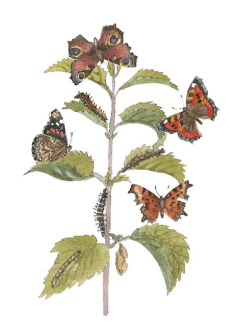 Butterflies I