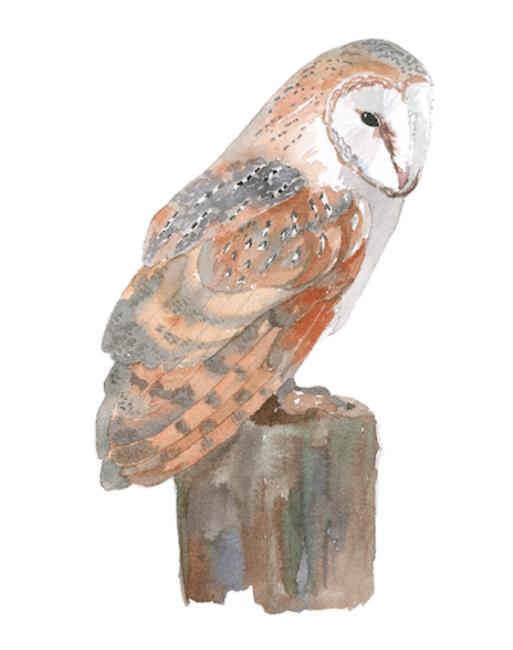 Barn owl