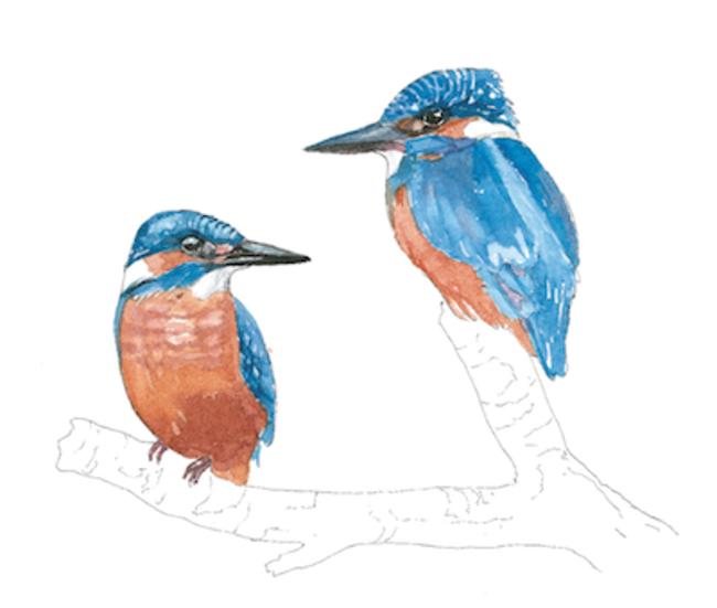 Kingfishers
