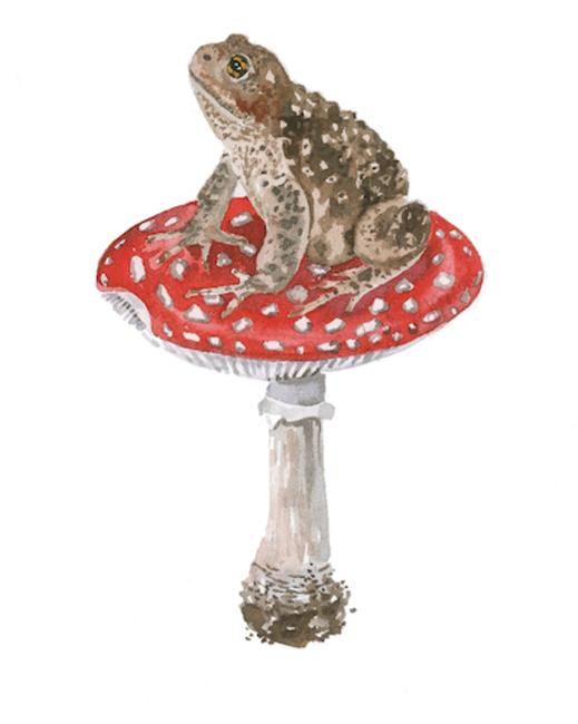Toad Stool