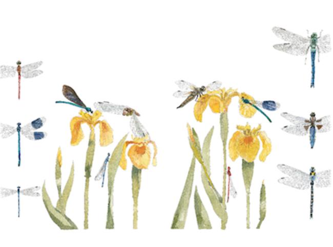 Dragonflies etc