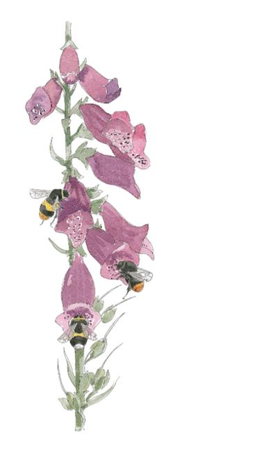 Bumblebees on foxglove