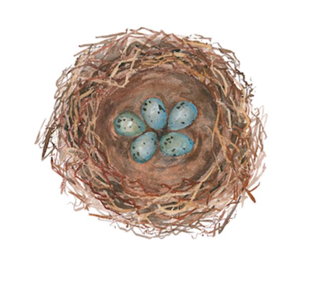 Thrushes nest