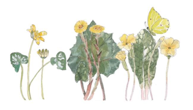Early spring flowers