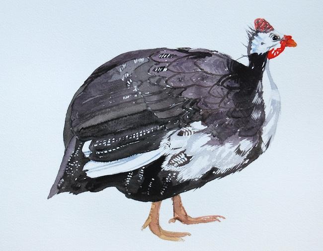 Mulberry guineafowl