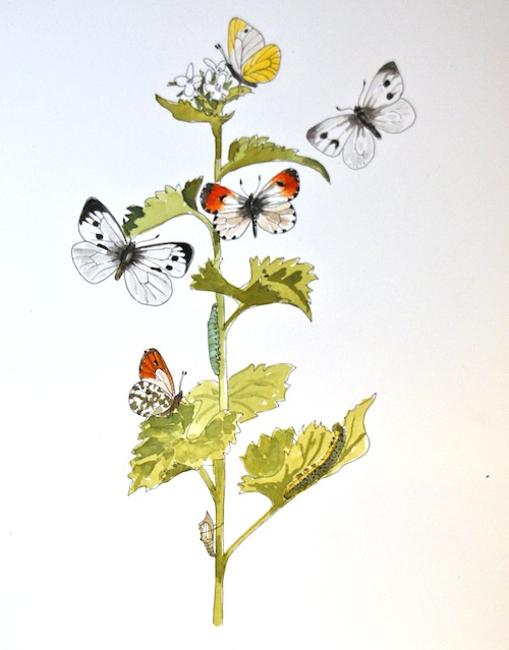 Whites on Jack in the hedge