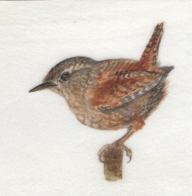 Wren