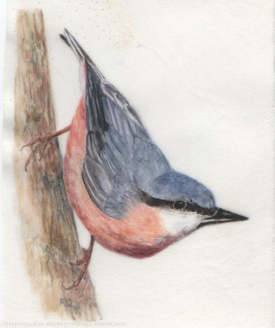 Nuthatch