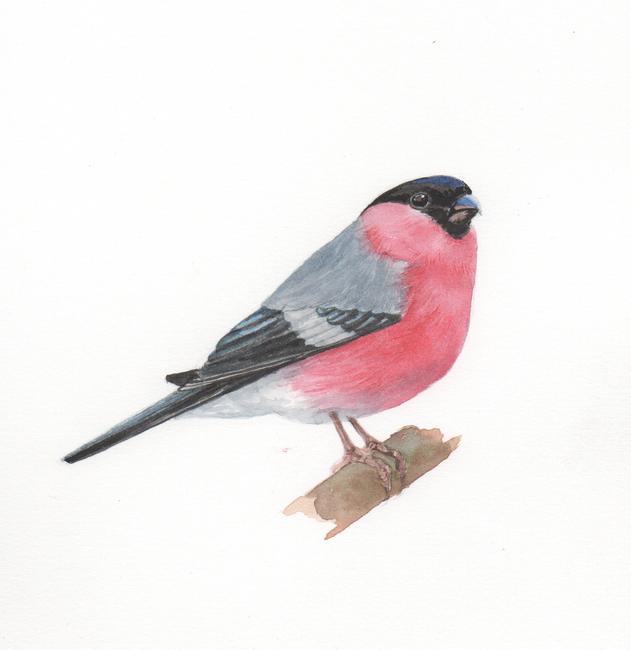 Bullfinch