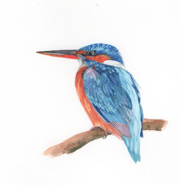 Kingfisher