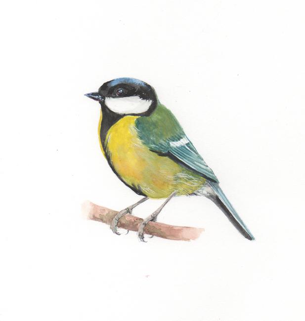 Great Tit
