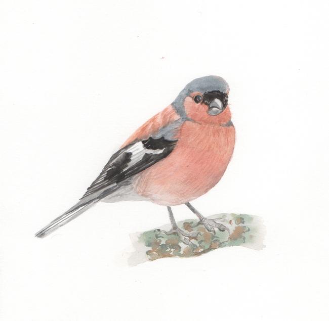 Chaffinch