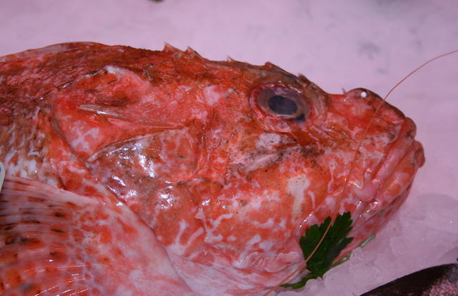 portrait of a fish