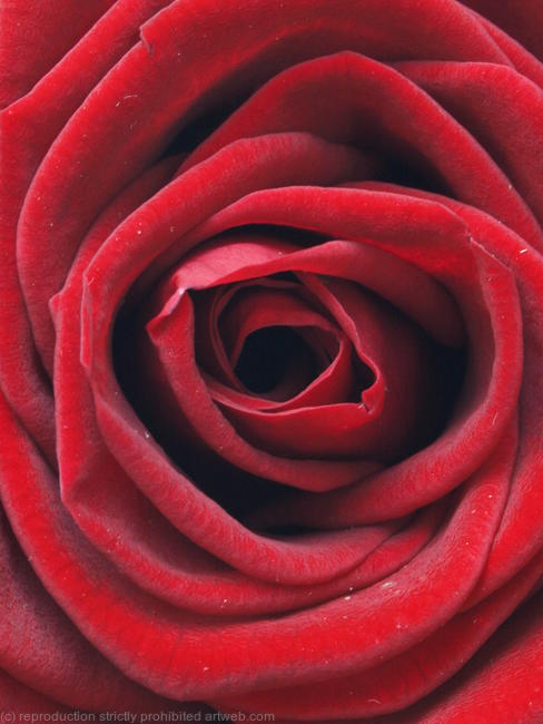 Red Rose