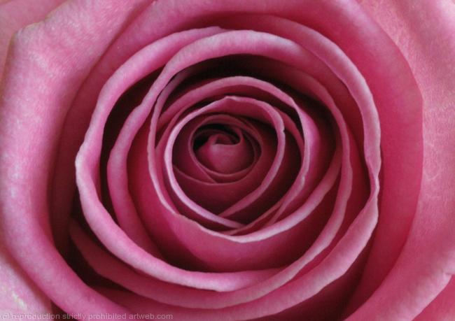 Pink Rose