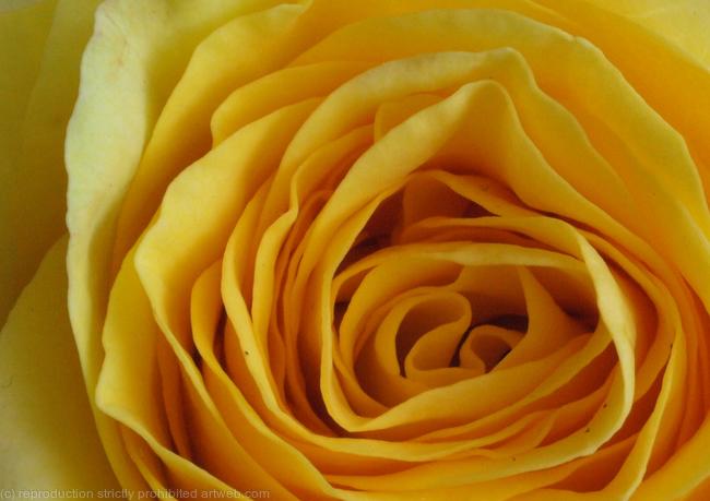 Yellow Rose