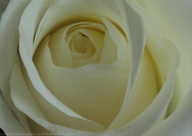 White Rose