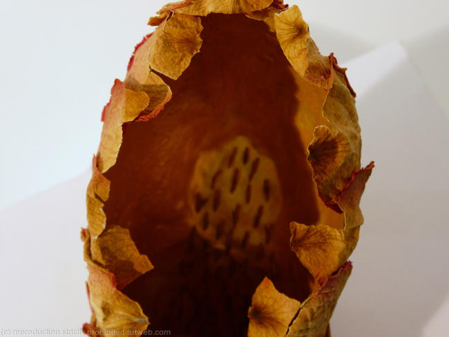 Close-up of Rose Shoe