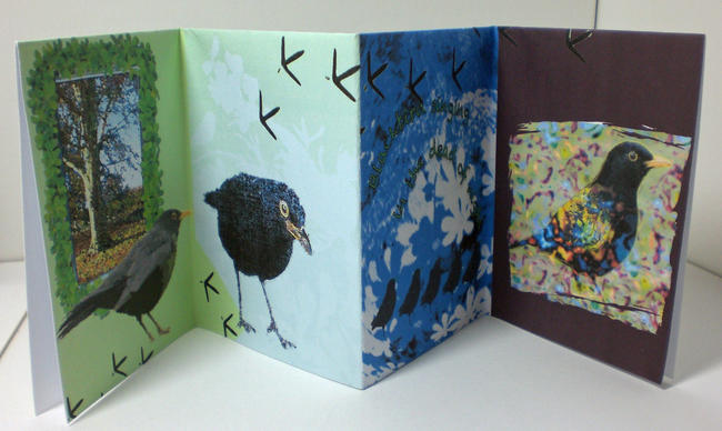 Blackbird