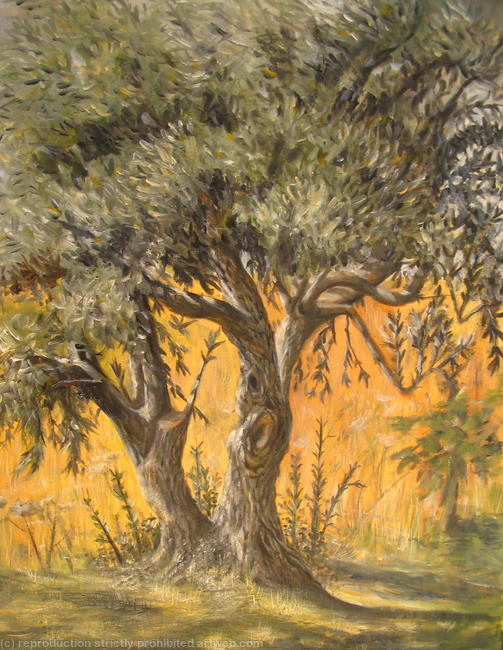 Olive Tree, Skiathos, Greece
