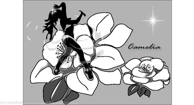 Camelia 002