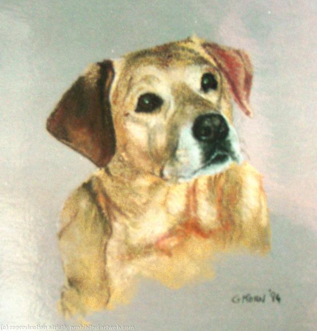 Labrador
