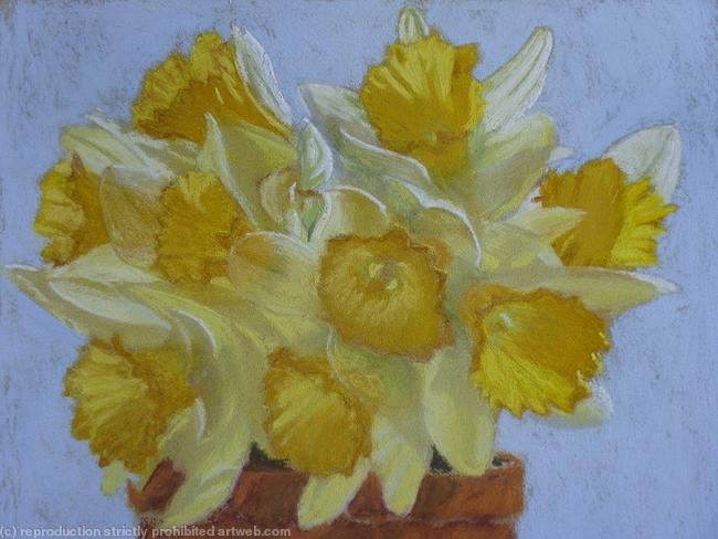 Daffodils