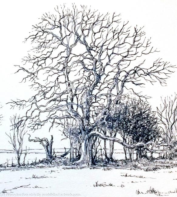 The old oak Example of artwork for shoot cards