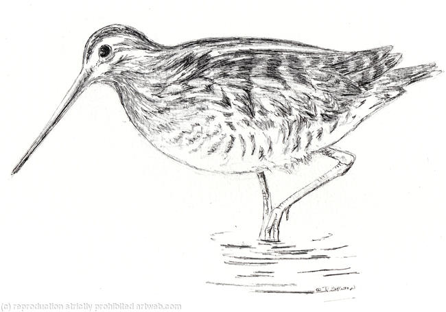 Snipe as a greeting card ( pack of 6) these can be personalised