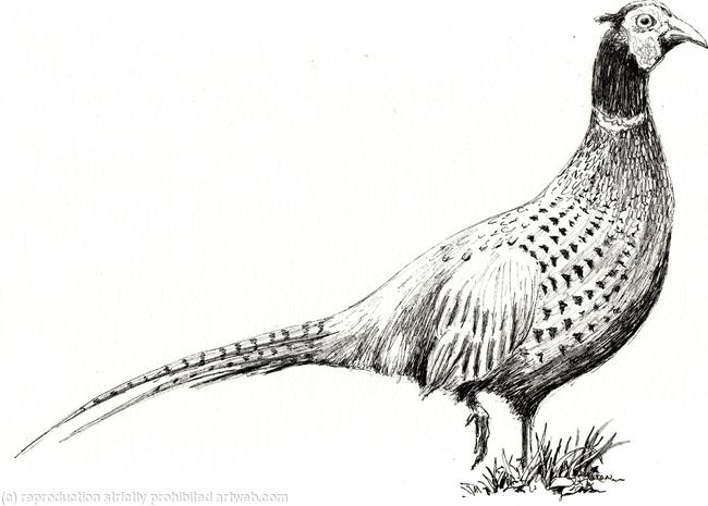 Pheasant drawing as a greeting card Pack of 6 your message underneath