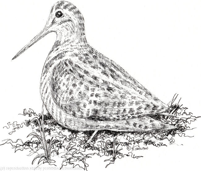 Woodcock drawing as pack of 6 greeting cards ( personalised by you)