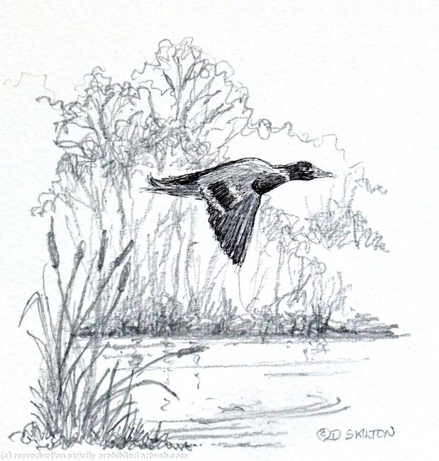 Flying duck over the pond. Image which may be used on a 10cm by 7cm traditional shoot card