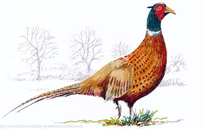 standing pheasant coloured greeting card
