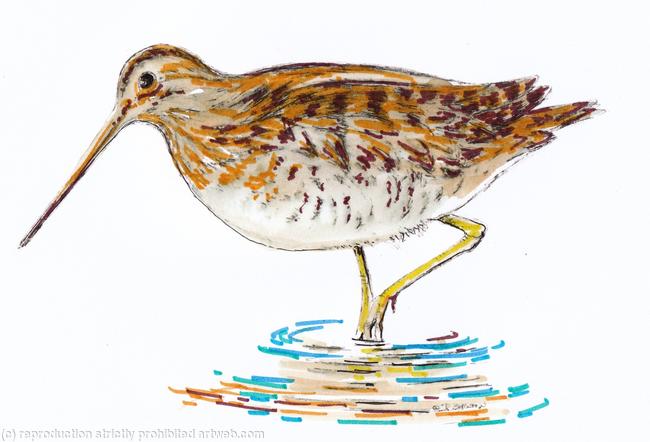 Snipe coloured, pack of six greeting cards