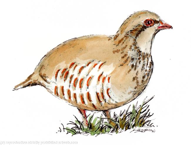 Partridge coloured , pack of six greeting cards