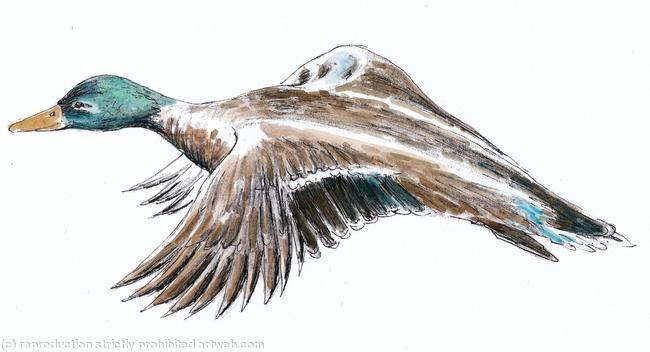 Duck flying greeting card