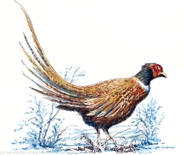 Pheasant in winter greeting card ( this can also be a shoot card image)