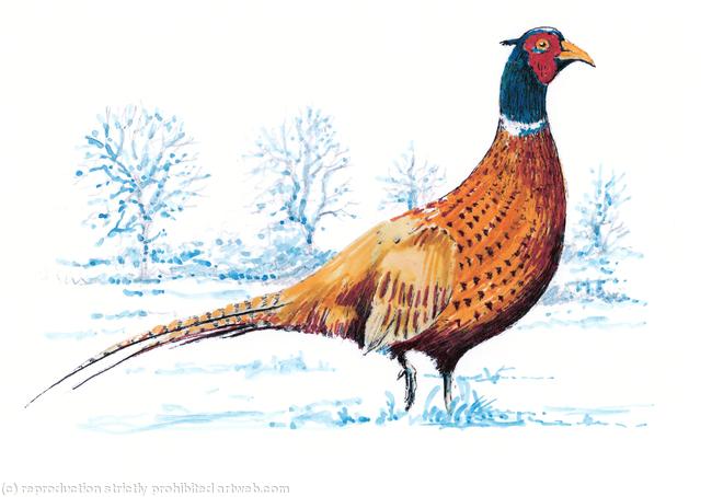 Standing Pheasant winter image
