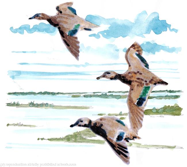 Teal over marshland. Possible shoot cad image