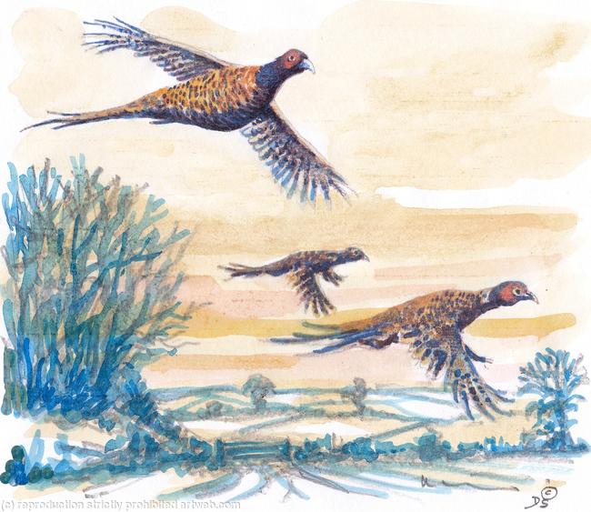 Three pheasants blue trees image that could be used on a shoot card