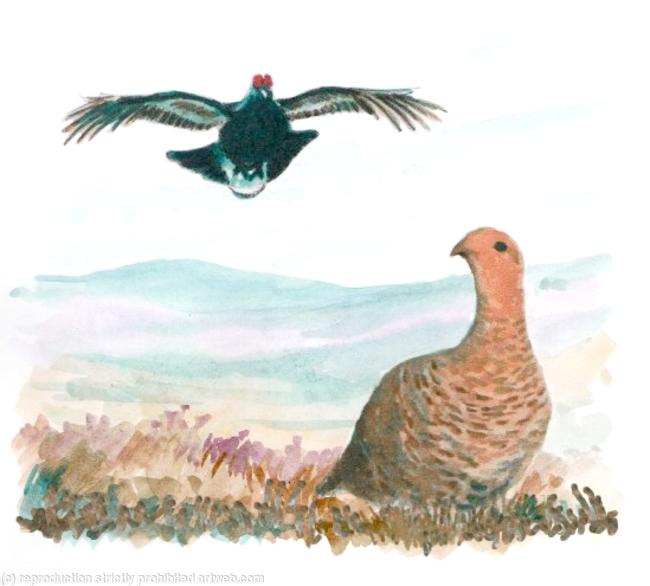 grouse male and female image for front of shoot card