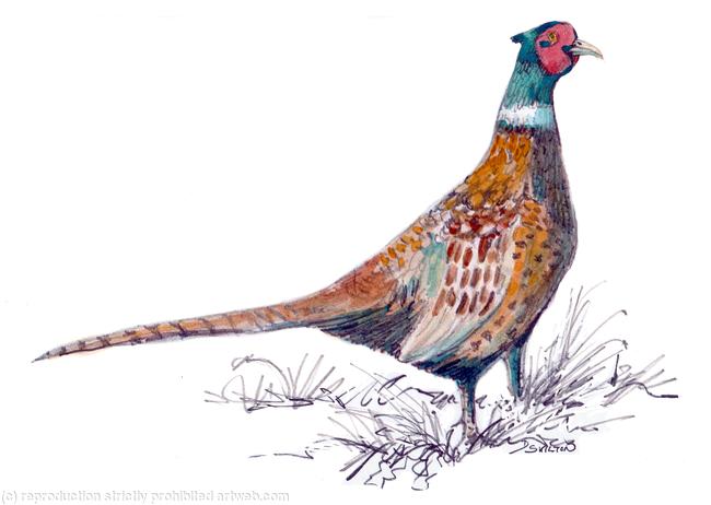 male pheasant watercolour
