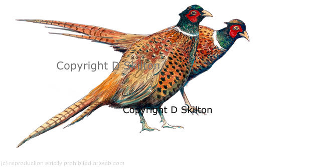 males pheasant watercolour